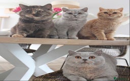 British Shorthair cats for sale: Fluffy British Blues. - Image 6