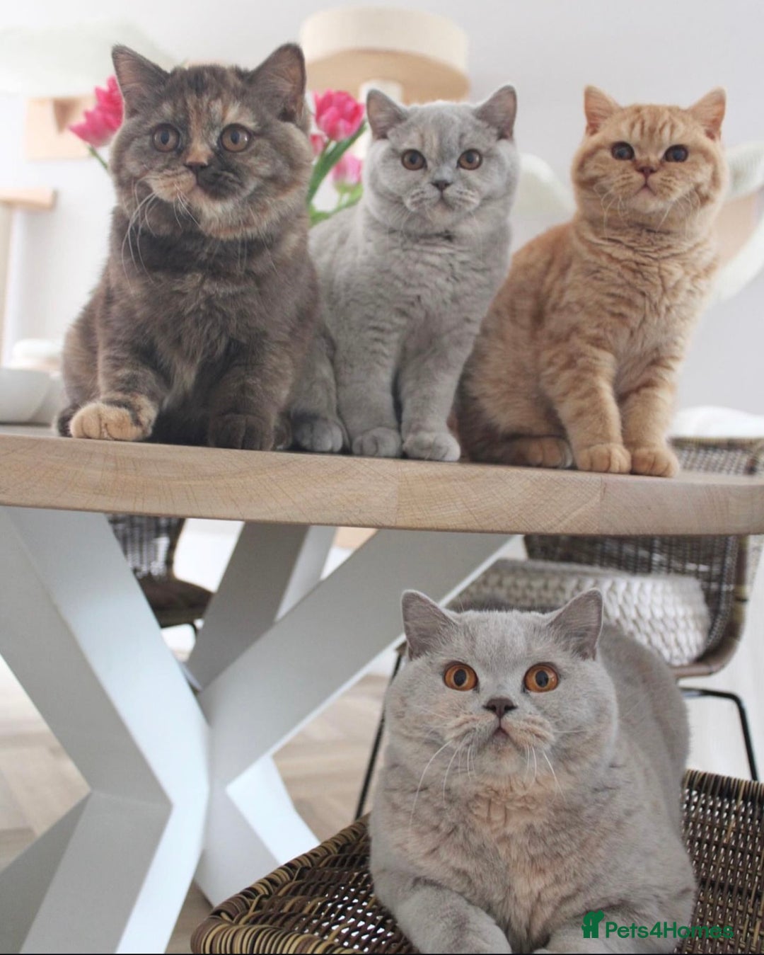 British Shorthair cats for sale: Fluffy British Blues. - Image 6