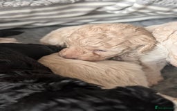 Toy Poodle dogs for sale: Toy poodles Genetic health tested  - Image 15