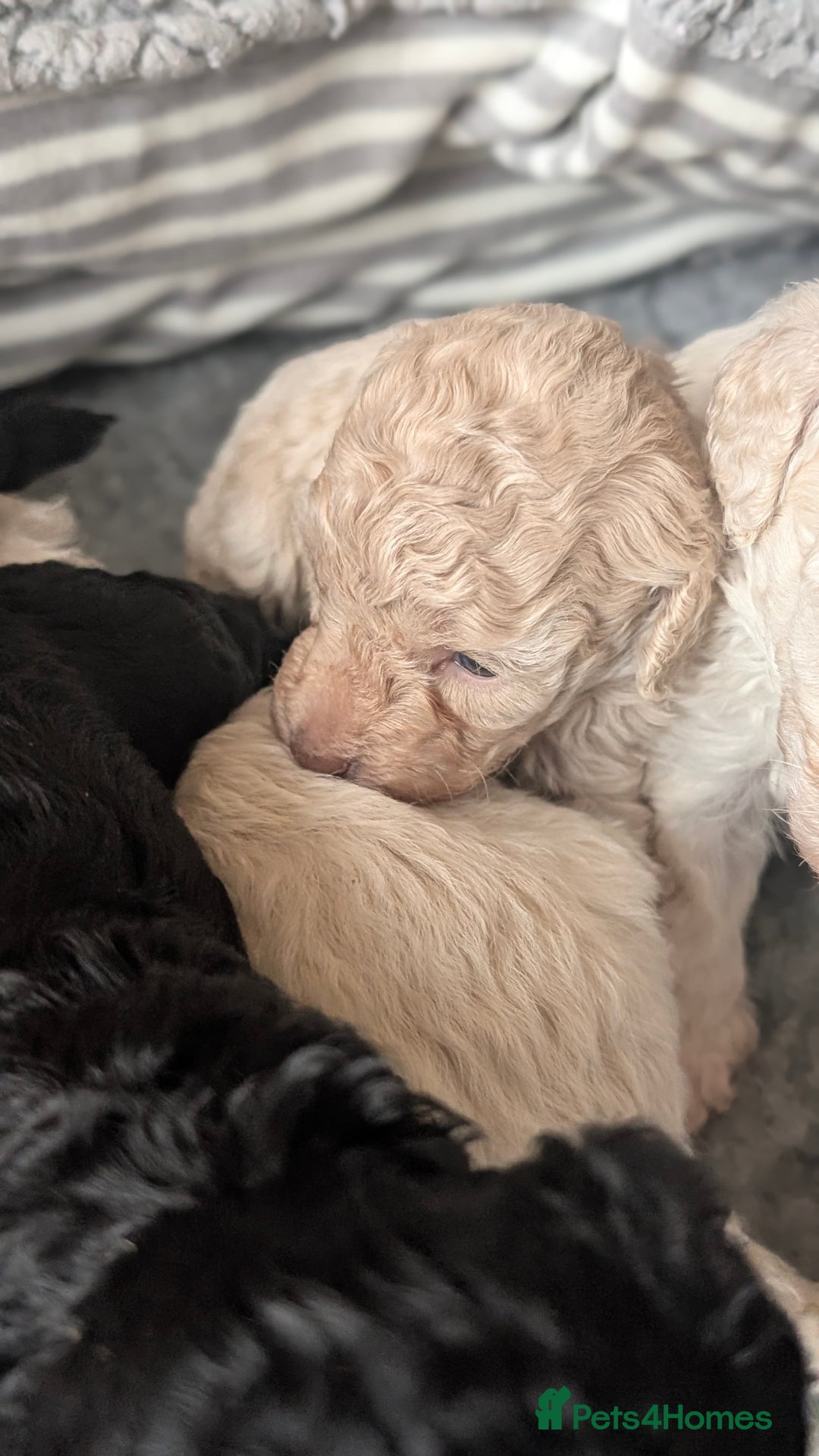 Toy Poodle dogs for sale: Toy poodles Genetic health tested  - Image 15