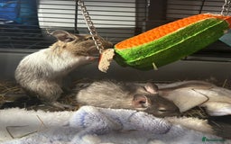 Degus rodents for sale: 2x female degus - Image 2