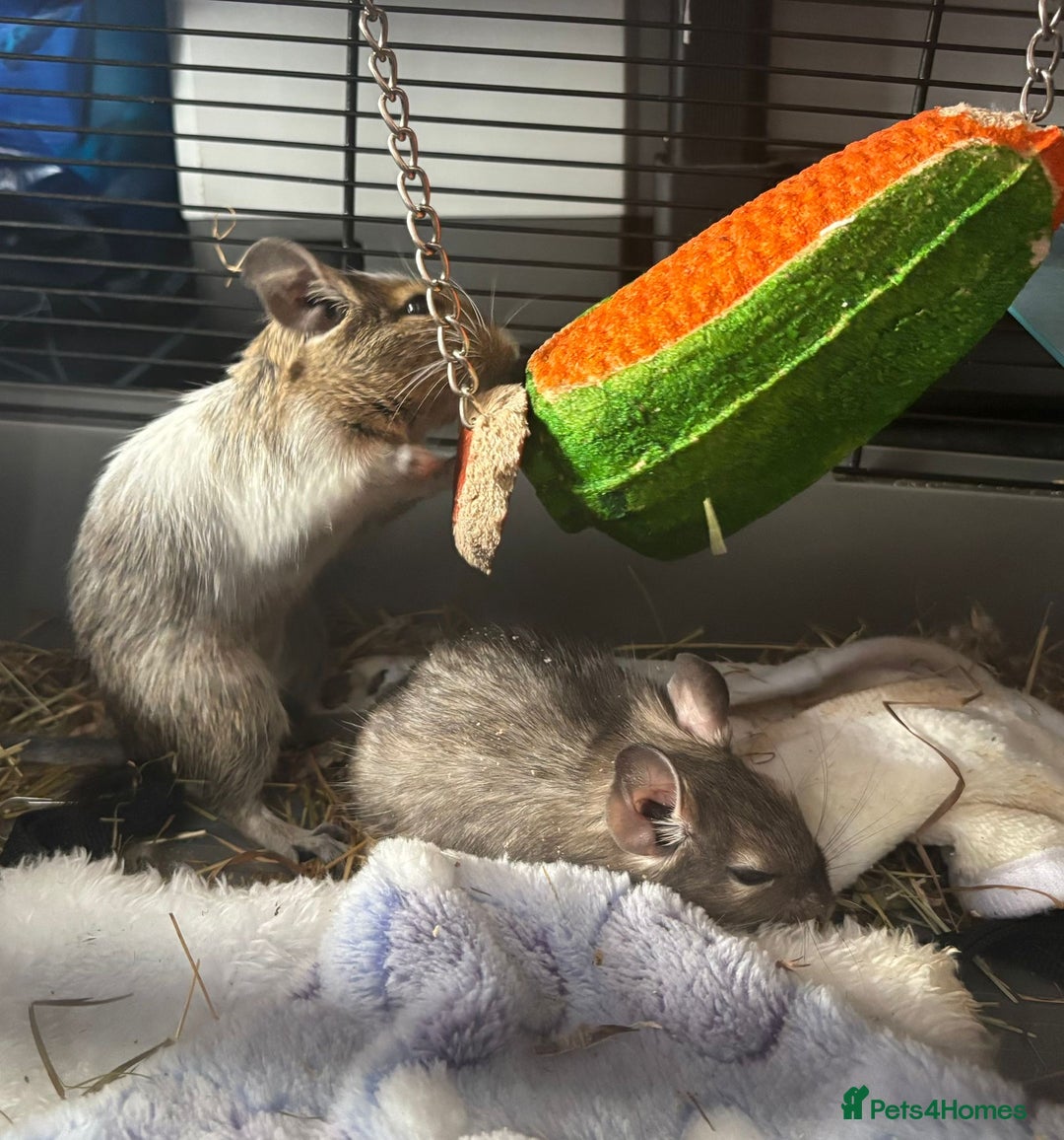 Degus rodents for sale: 2x female degus - Image 2