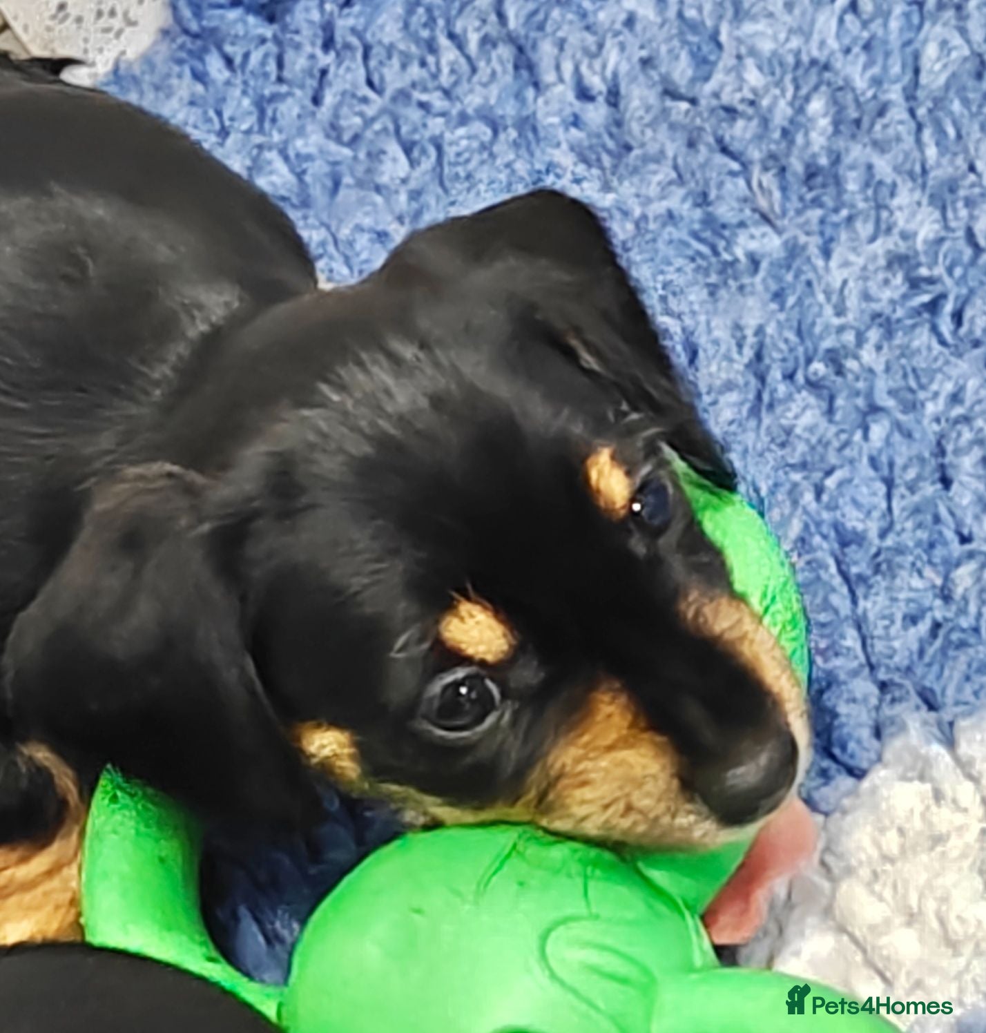 Mixed Breed dogs Adorable Schnoxie puppies  - Advert 1