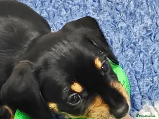 Mixed Breed dogs Adorable Schnoxie puppies - Advert 1