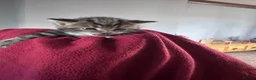 Mixed Breed cats for sale: British short hair X Tabby Kittens - Advert 3
