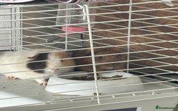 Guinea Pig rodents for sale: 2 Female Guinea Pigs With Cage - Image 1