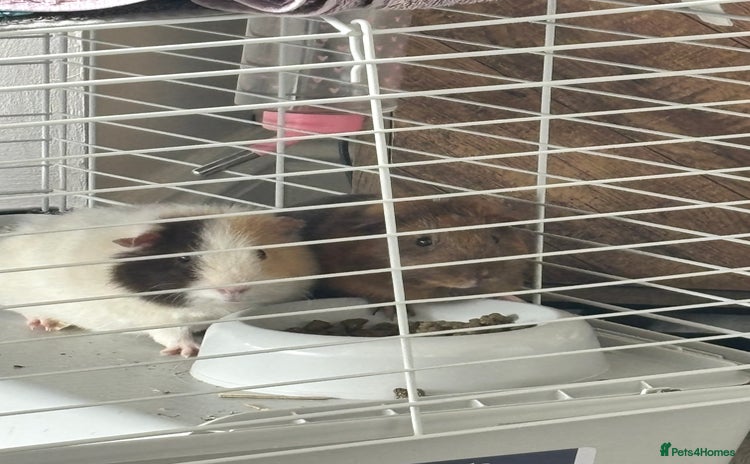 Guinea Pig rodents - Advert 1