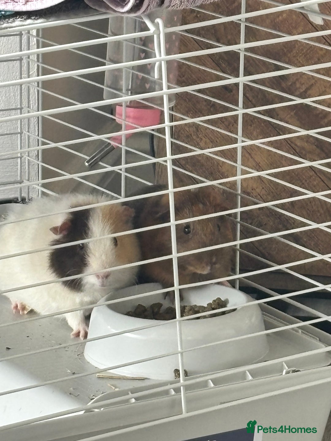 Guinea Pig rodents for sale: 2 Female Guinea Pigs With Cage - Image 1