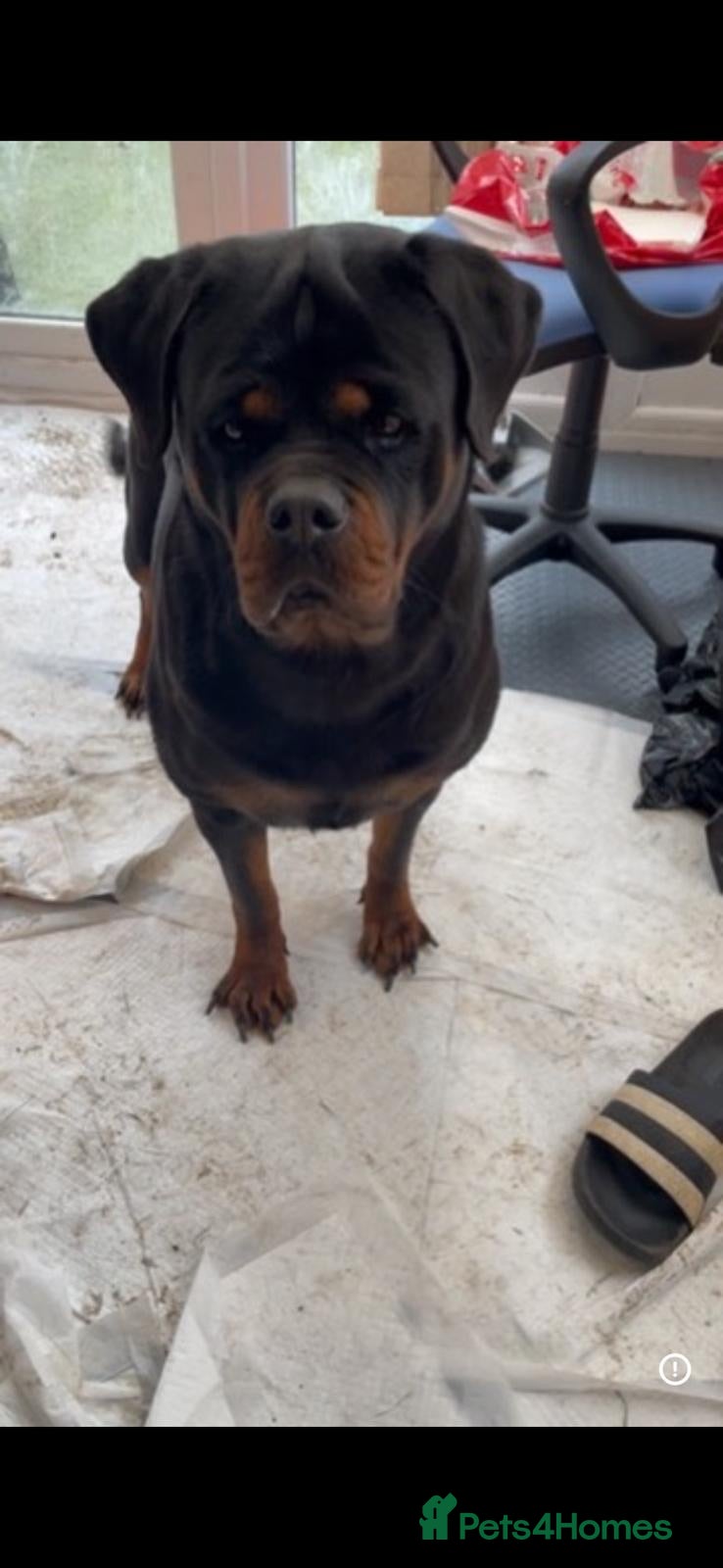 Rottweiler dogs Exceptional KC Pedigree Rottweilers - Advert 1