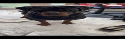 Rottweiler dogs for sale: Exceptional KC Pedigree Rottweilers - Advert 1