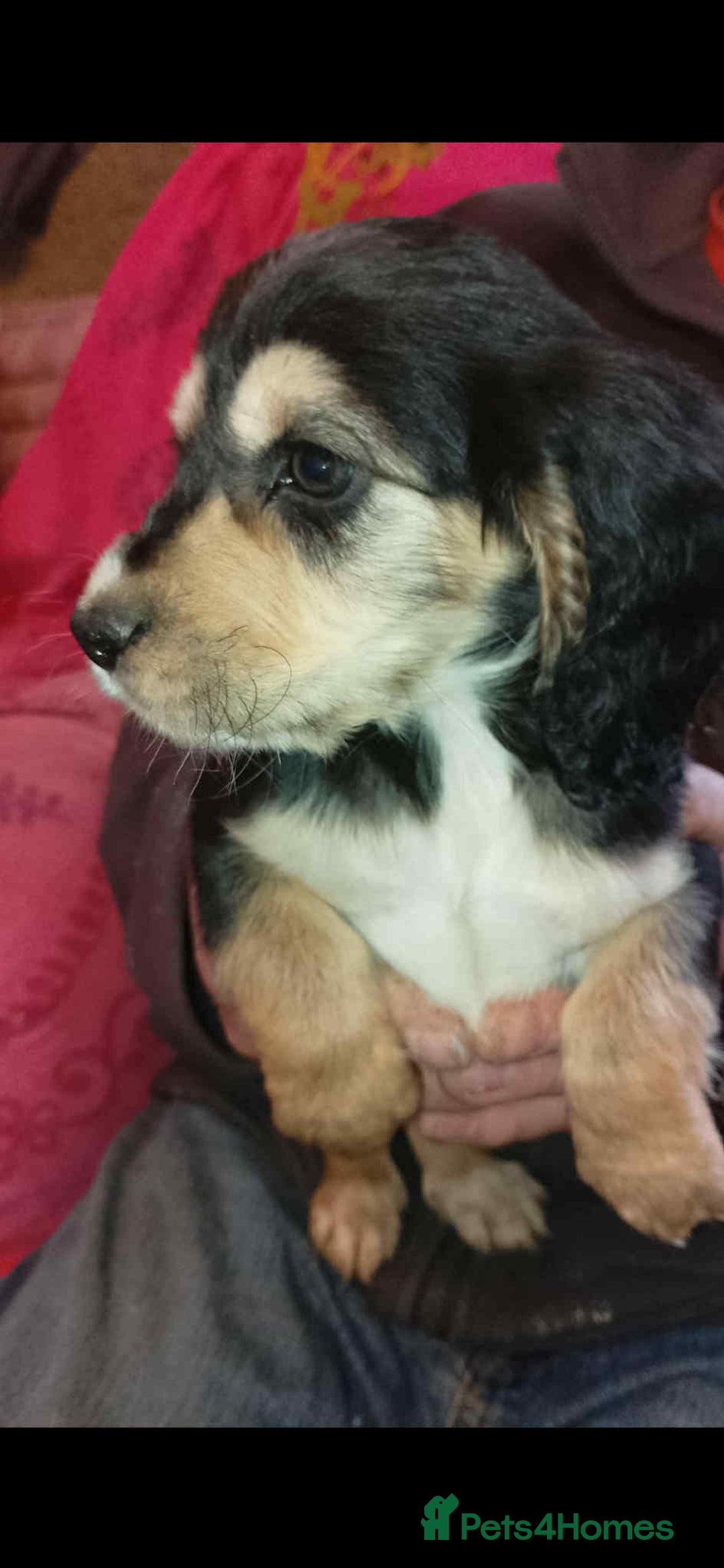 Cocker Spaniel dogs for sale: Adorable cocker spaniel puppy’s  - Image 6