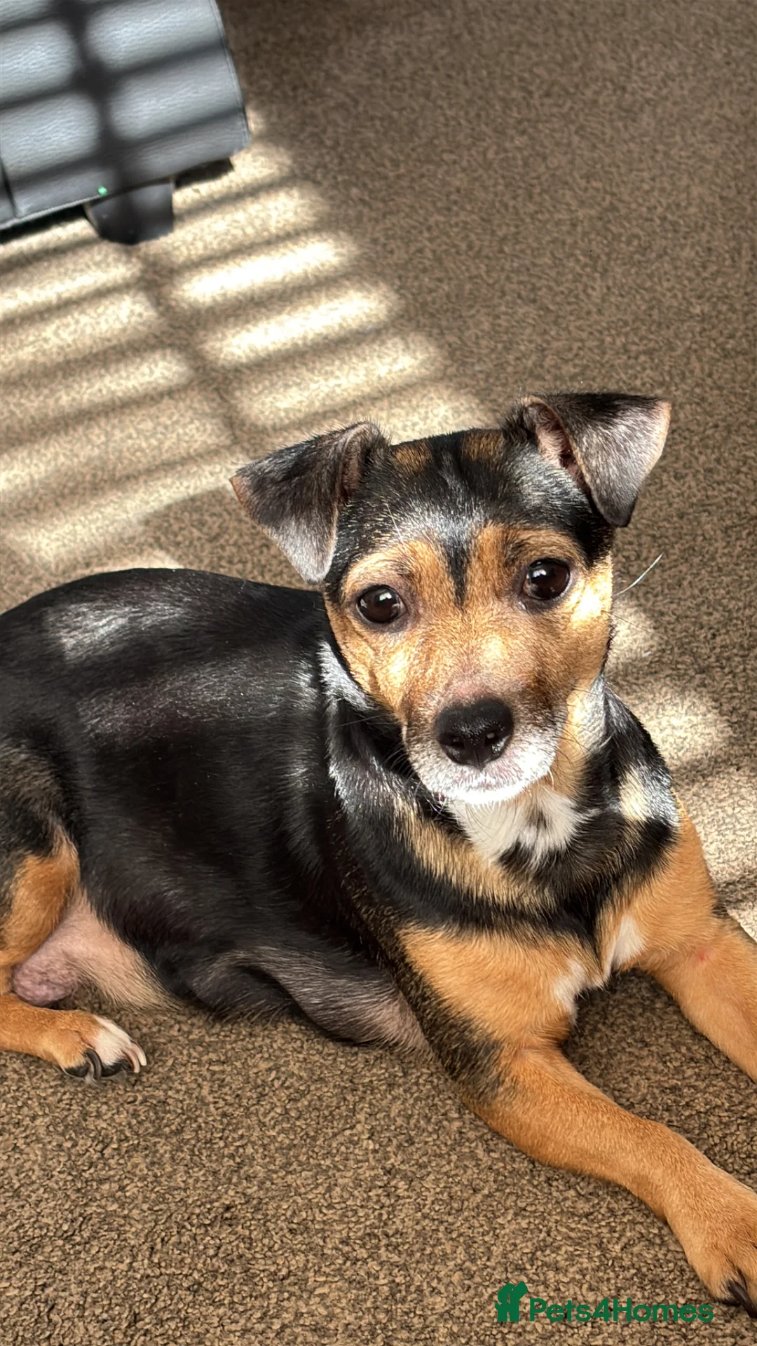 Jack Chi dogs for sale: Puppies 1/4 Jack Russell 3/4 chihuahua  - Advert 2