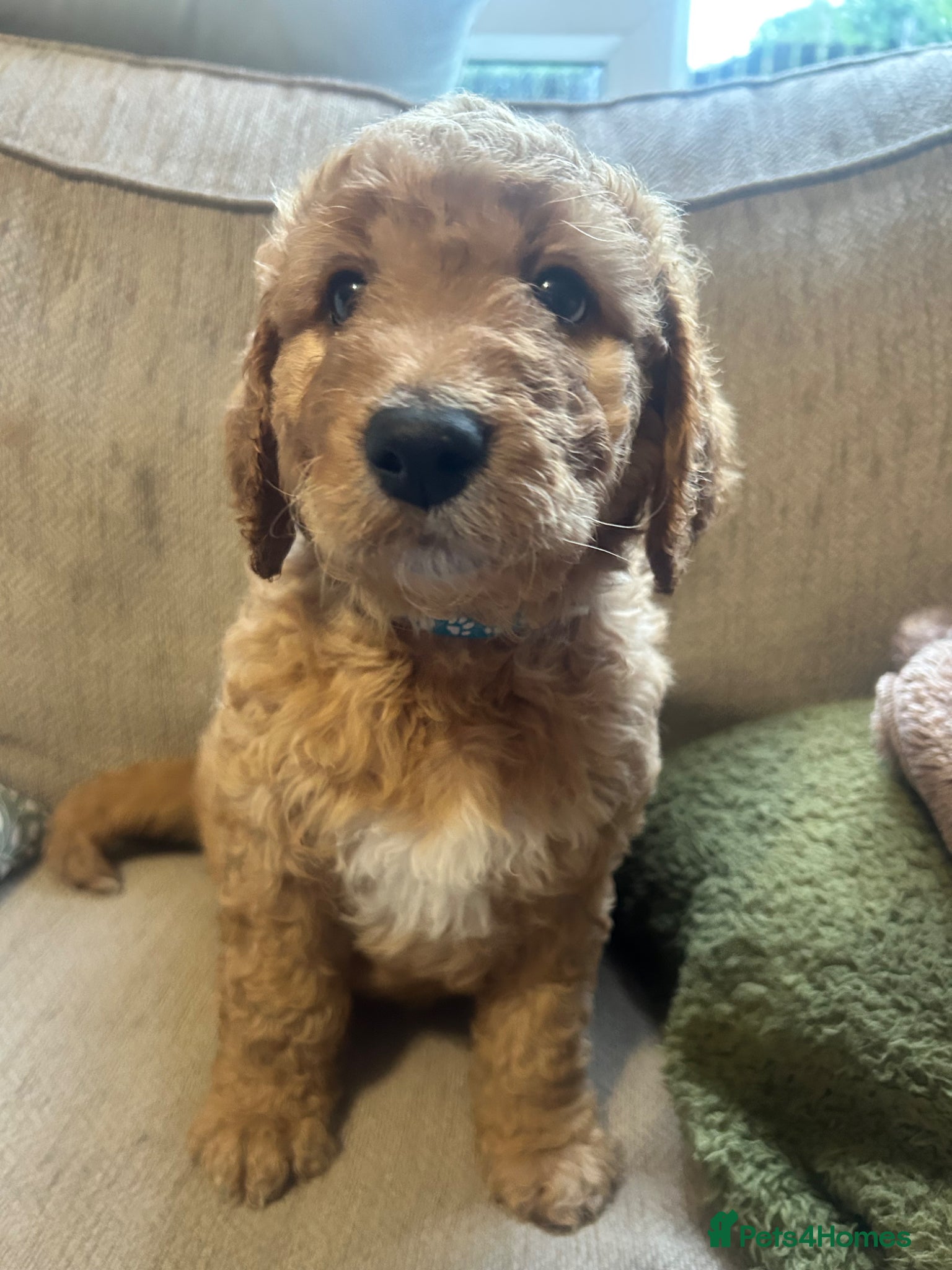 Double Doodle dogs Goldendoodle / Australian Double Doodle  - Advert 1