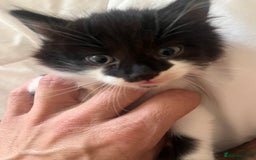 British Longhair cats for sale: Beautiful fluffy kitten’s - Image 2