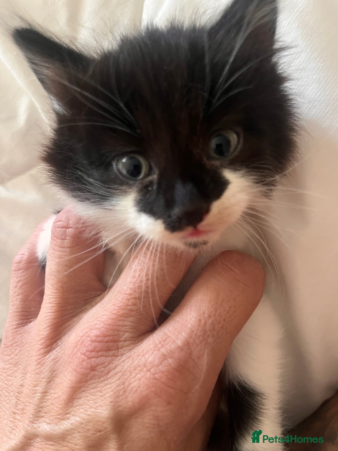 British Longhair cats for sale: Beautiful fluffy kitten’s - Image 2