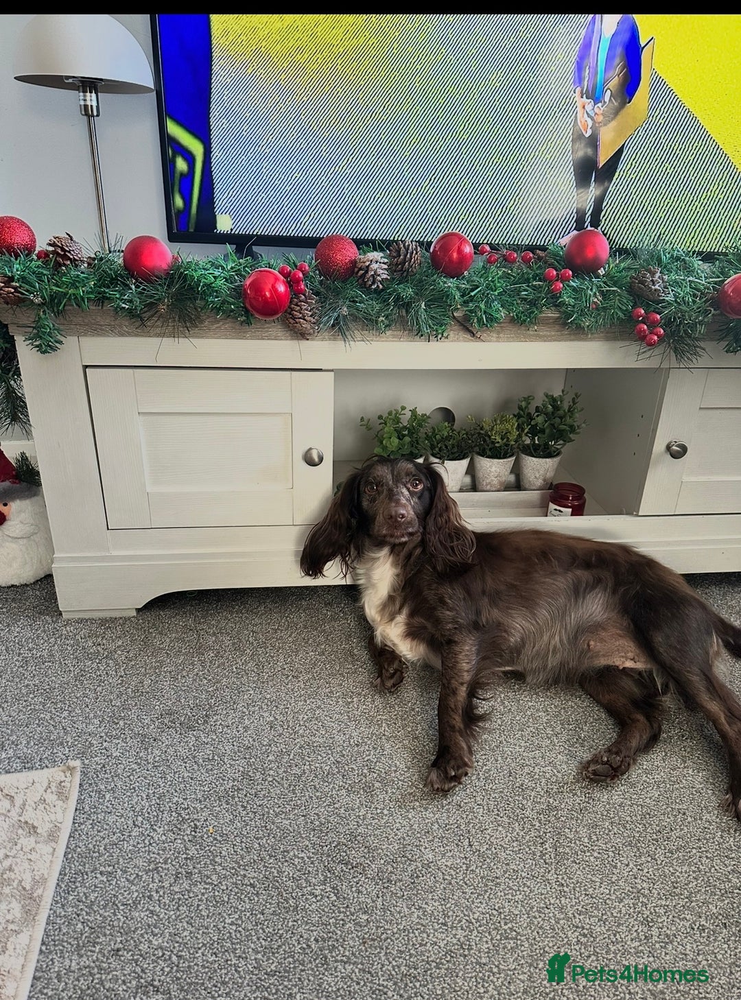 Cocker Spaniel dogs for sale: Female merle cocker spaniel  - Advert 15