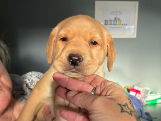 Labrador Retriever dogs 4 stunning Labrador puppies for sale - Advert 17