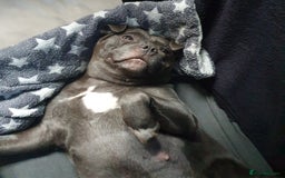 Staffordshire Bull Terrier dogs for sale: Twin large blue staffy boys - Image 5