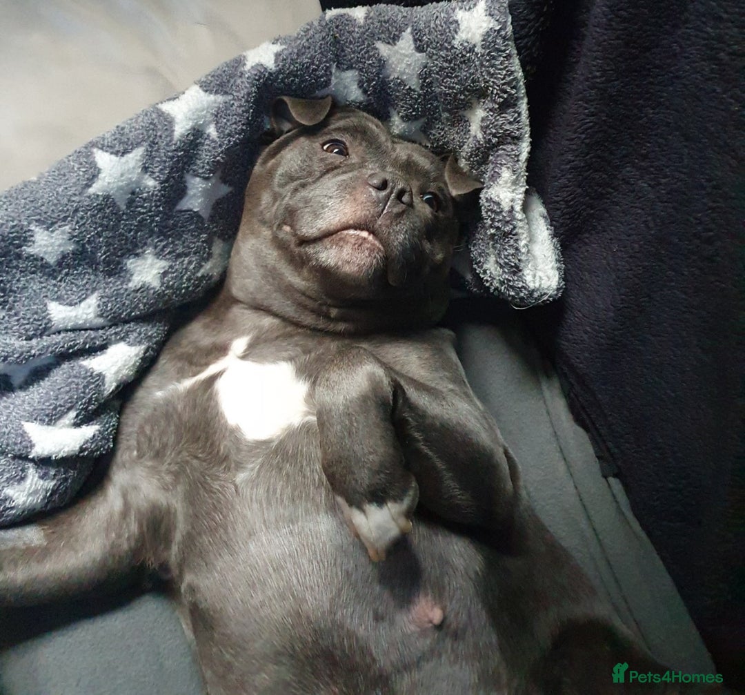 Staffordshire Bull Terrier dogs for sale: Twin large blue staffy boys - Image 5