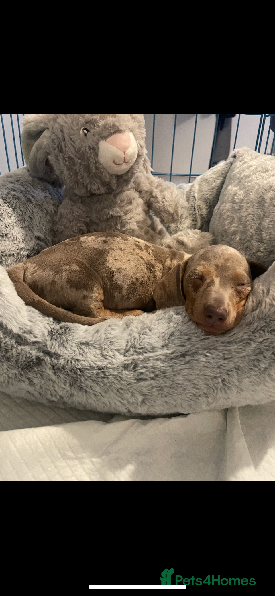 Miniature Dachshund dogs ISABELLA DAPPLE FEMALE - Advert 12