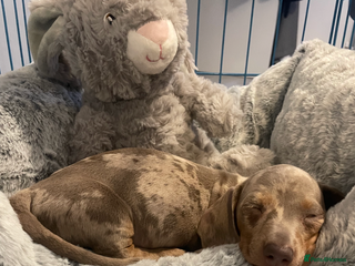 Miniature Dachshund dogs ISABELLA DAPPLE FEMALE - Advert 1