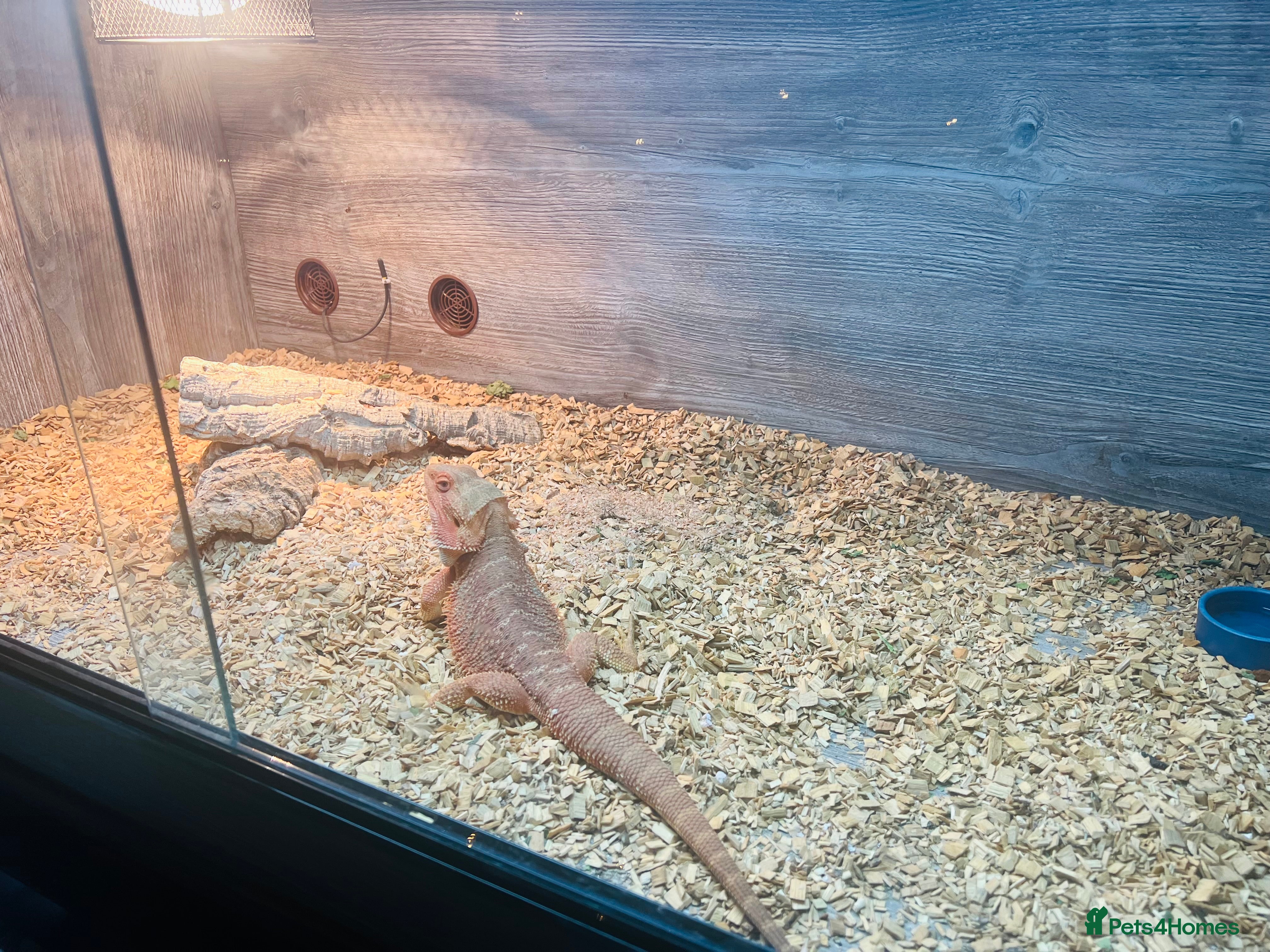 Bearded Dragon reptiles Red bearded dragon  - Advert 8