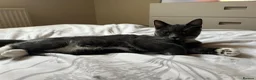 Domestic Shorthair cats for sale: 8 Domestic Kittens in Derby - Advert 12
