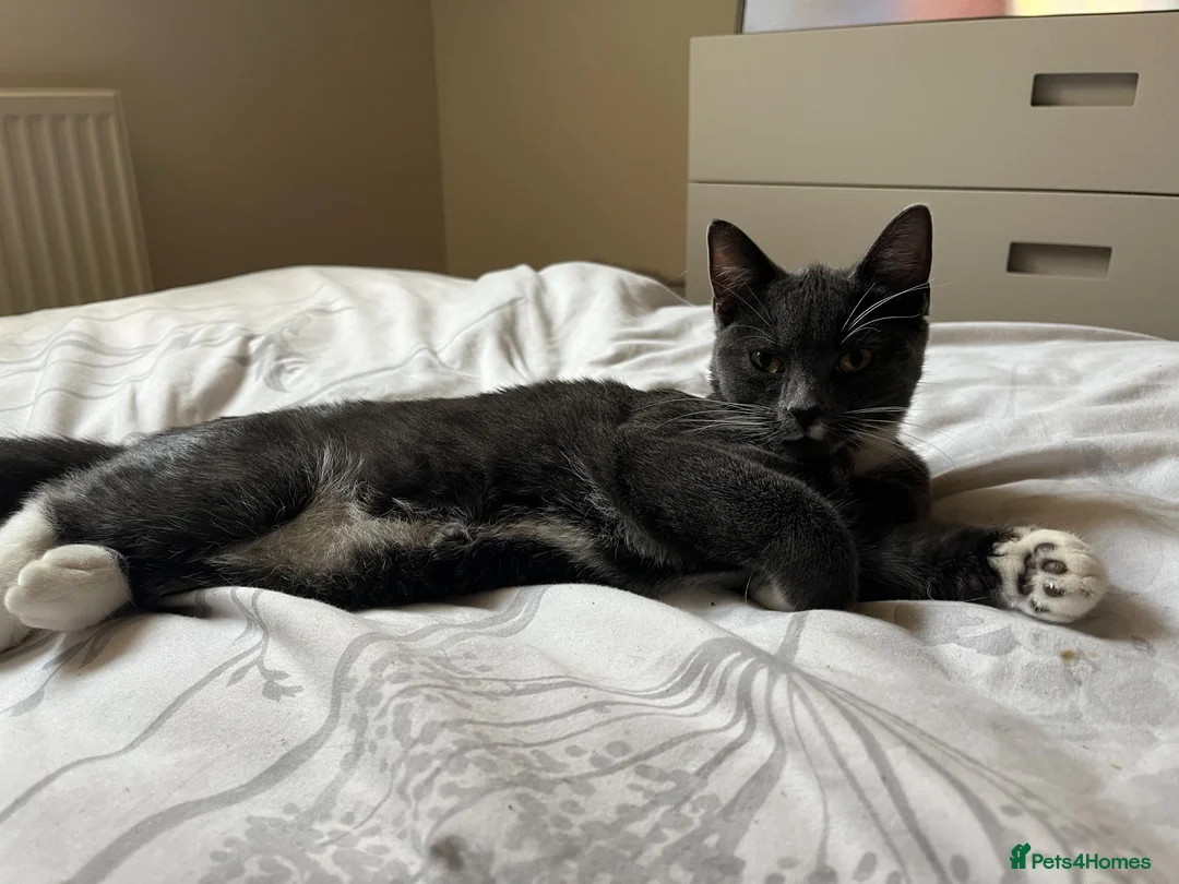 Domestic Shorthair cats for sale: 8 Domestic Kittens in Derby - Advert 12