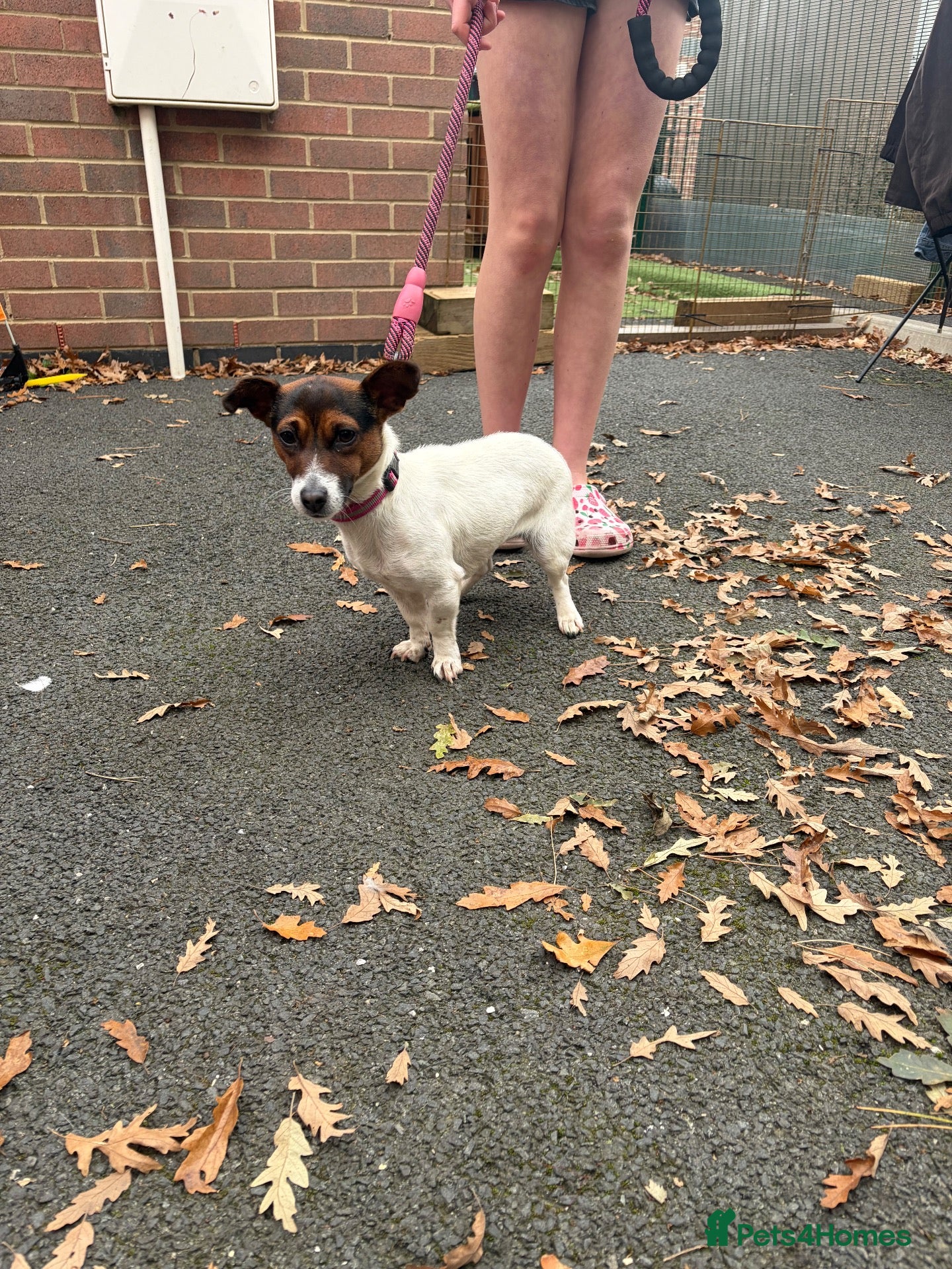 Jack Russell dogs Jack russell - Advert 1