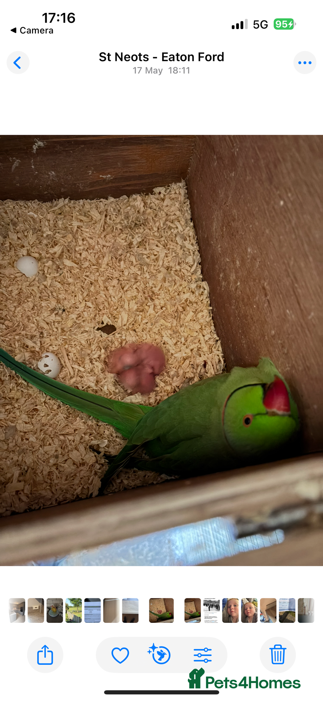 Ringnecks birds for sale: Baby ringneck for sale - Advert 6