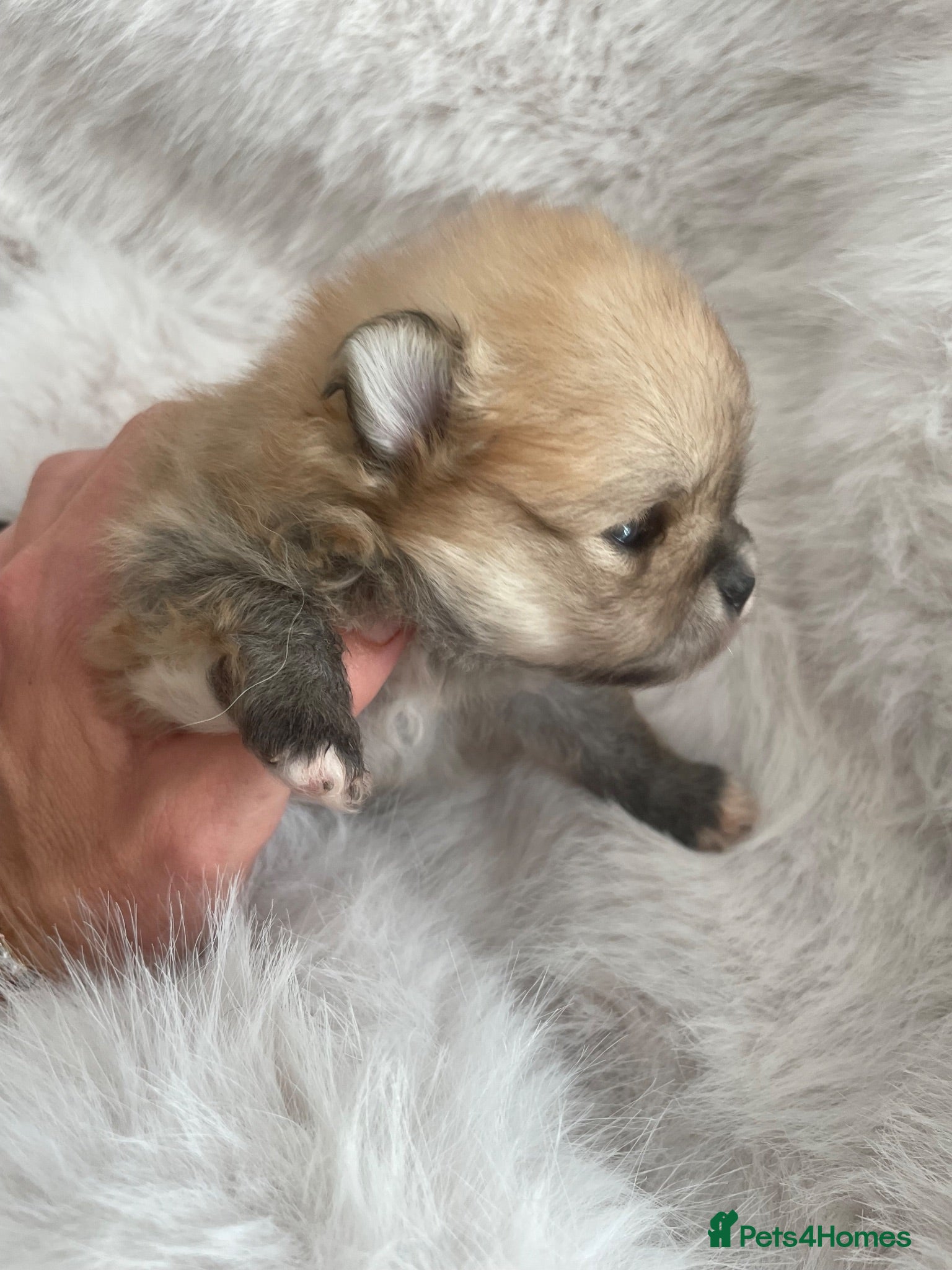 Pomeranian dogs Outstanding KC Tiny baby Poms puppies  - Advert 6