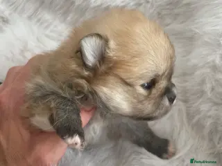 Pomeranian dogs Outstanding KC Tiny baby Poms puppies - Advert 6