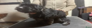 Charlie