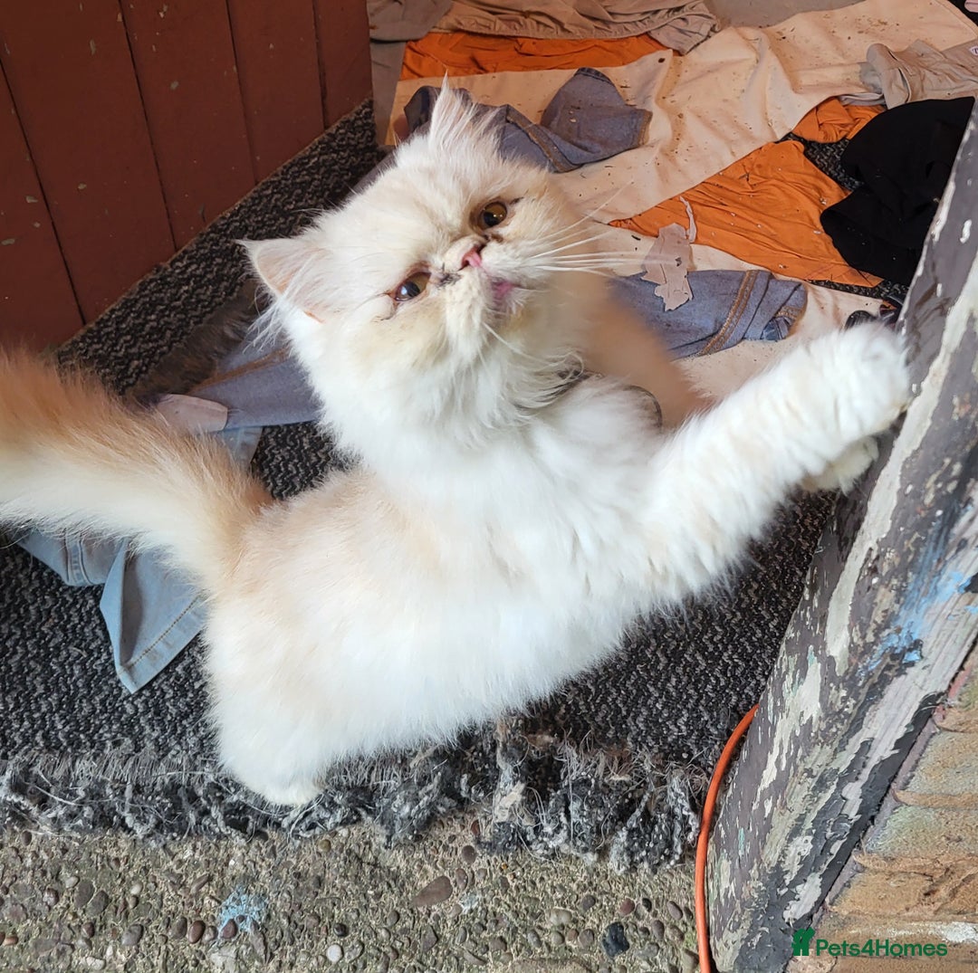 Persian cats for sale: Persian cat - Advert 3