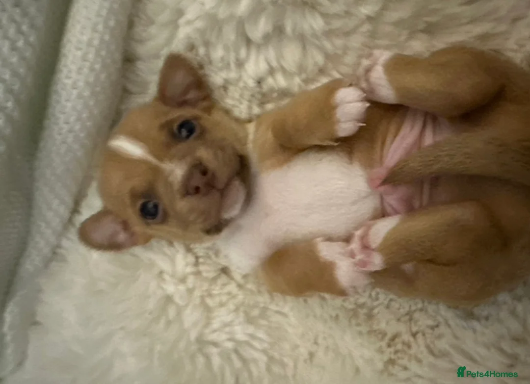 Chihuahua dogs for sale: 3 gorgeous pedigree puppies  - Advert 9