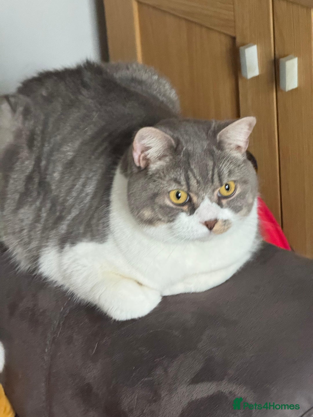 British Shorthair cats for sale: Male british shorthair 2.5 years old indoor only - Advert 3