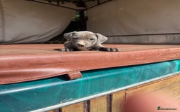 Staffordshire Bull Terrier dogs for sale: Blue Staffordshire puppies  - Image 13