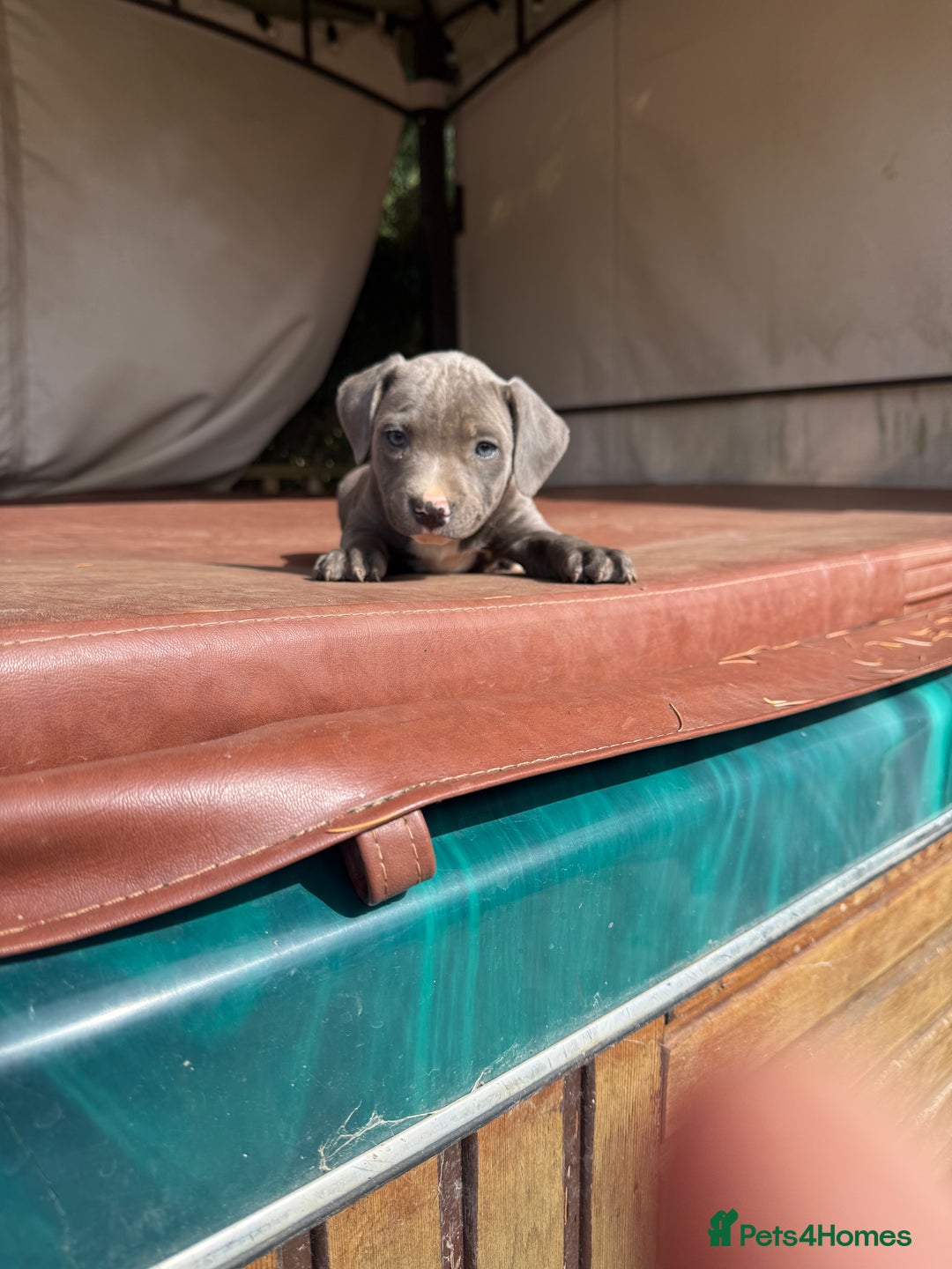 Staffordshire Bull Terrier dogs for sale: Blue Staffordshire puppies  - Image 13