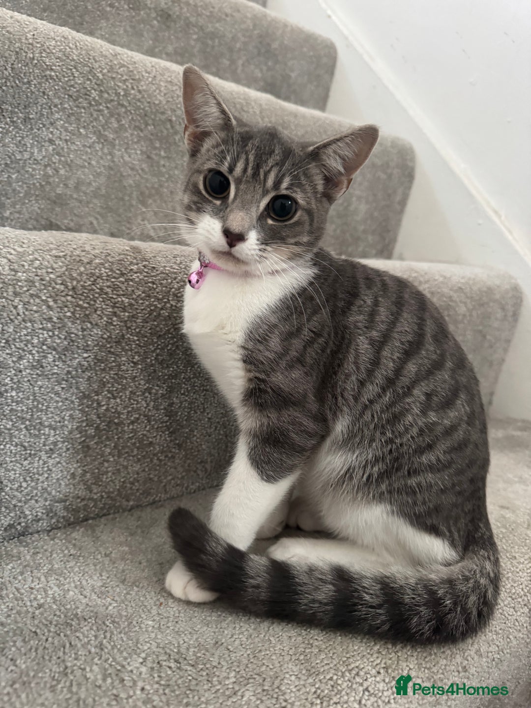 British Shorthair cats for sale: Two cats 1 female 1 male - Image 2