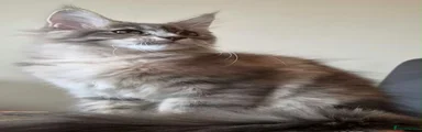 Blue/silver smoke Tabby Russian Line Maine Coon Available ( Fully Vaccinated)