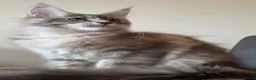 Maine Coon cats for sale: 🔥 CHAMPION RUSSIAN LINE XXL MAINE COON VACCINATED - Advert 28