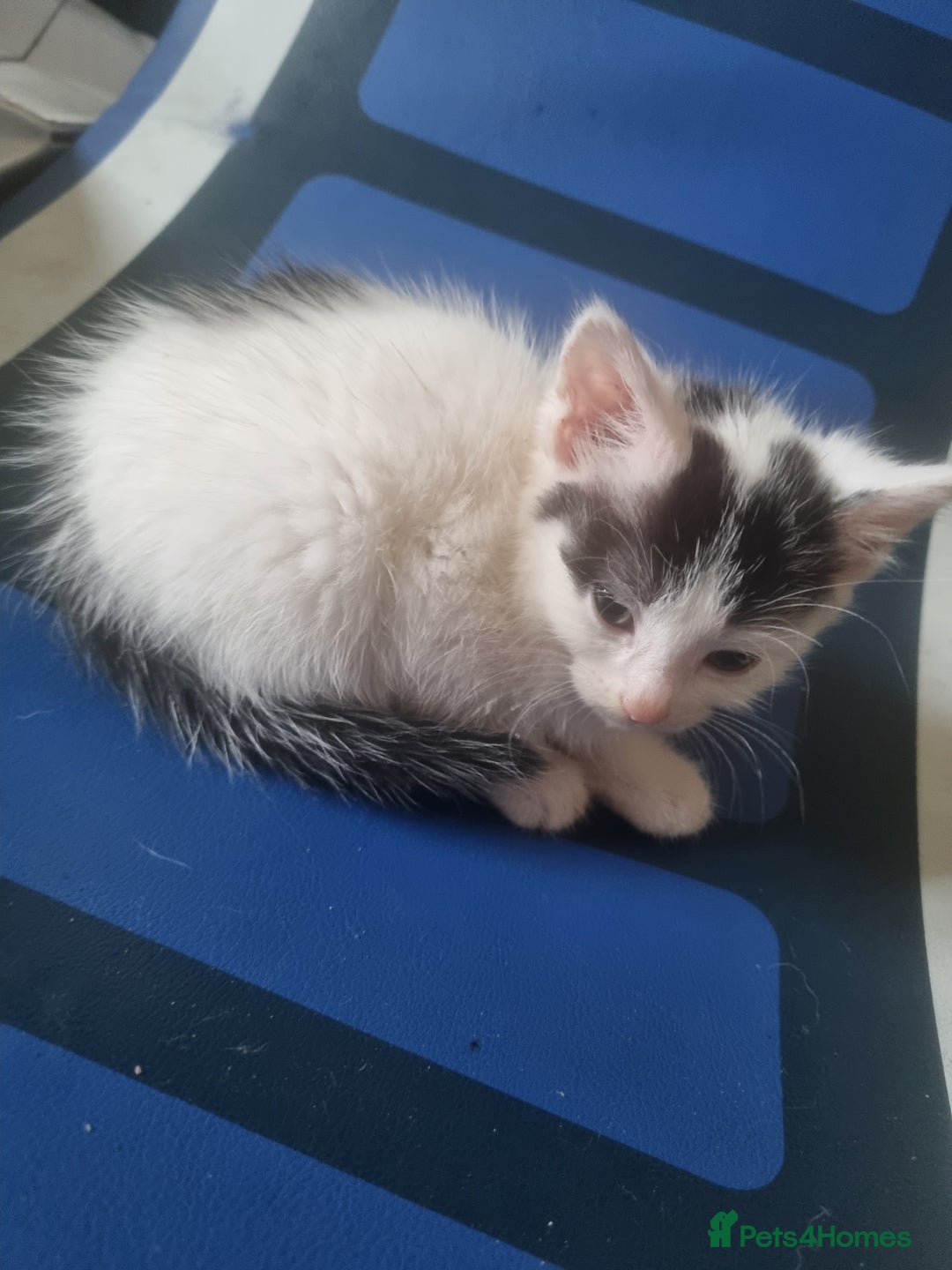 Domestic Shorthair cats for sale: 🐾✨ Adorable Litter of Kittens ✨🐾 - Image 8