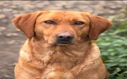 Labrador Retriever dogs for sale: WAITING LIST - KC Reg Fully Health Tested Parents - Image 1