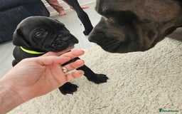 Cane Corso dogs for sale: Cane corsos  in Whitehaven - Image 8