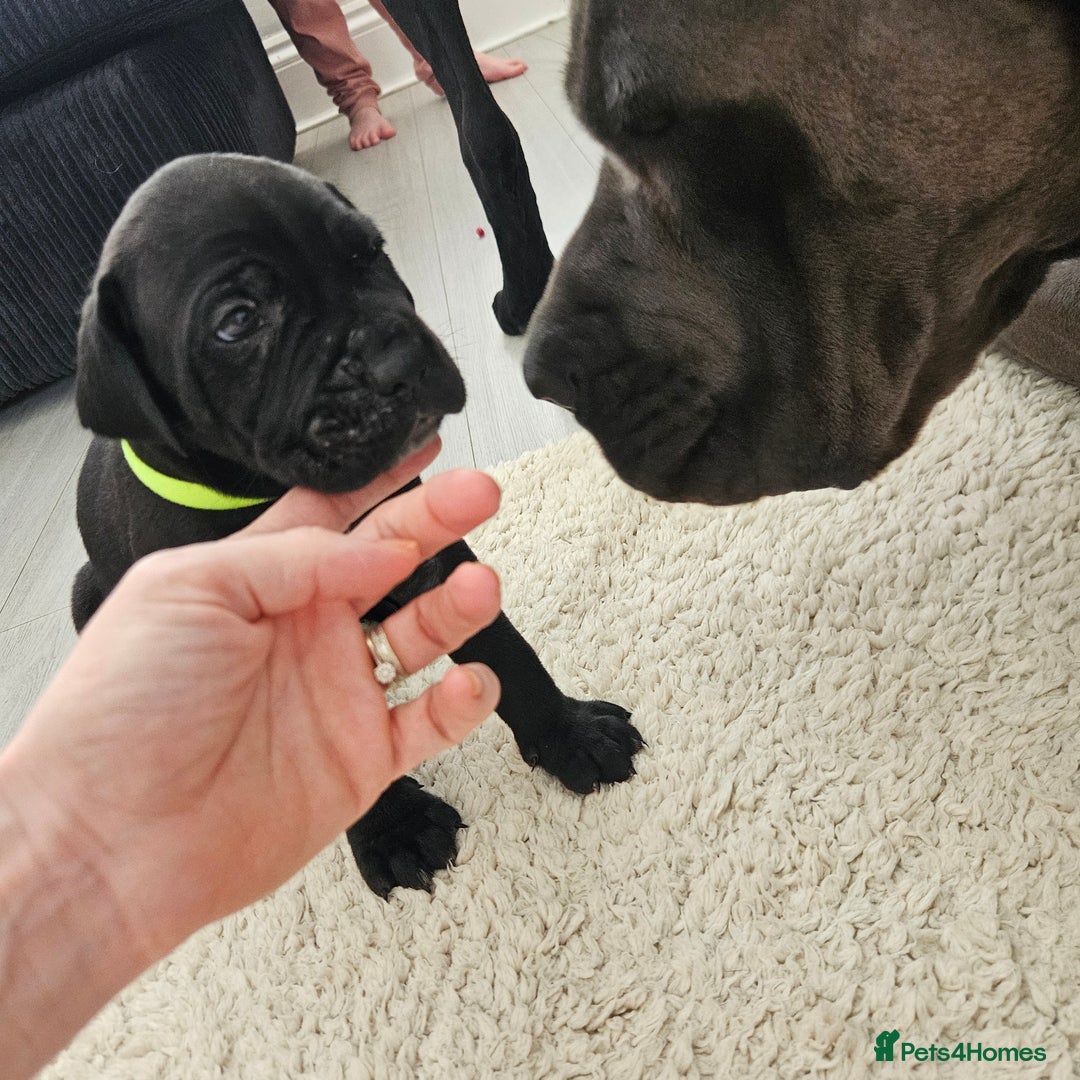 Cane Corso dogs for sale: Cane corsos  in Whitehaven - Image 8