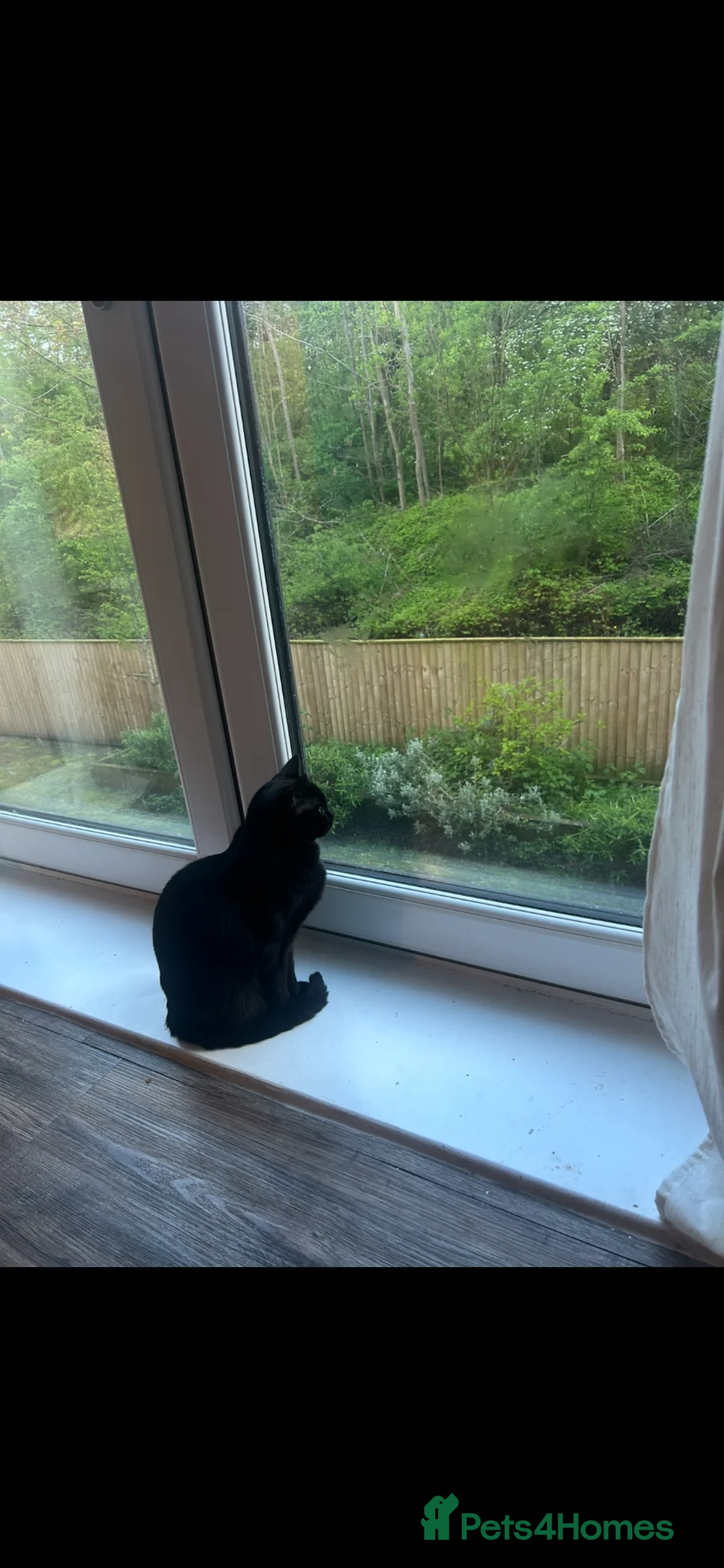 Mixed Breed cats for sale: Female cat  - Advert 2