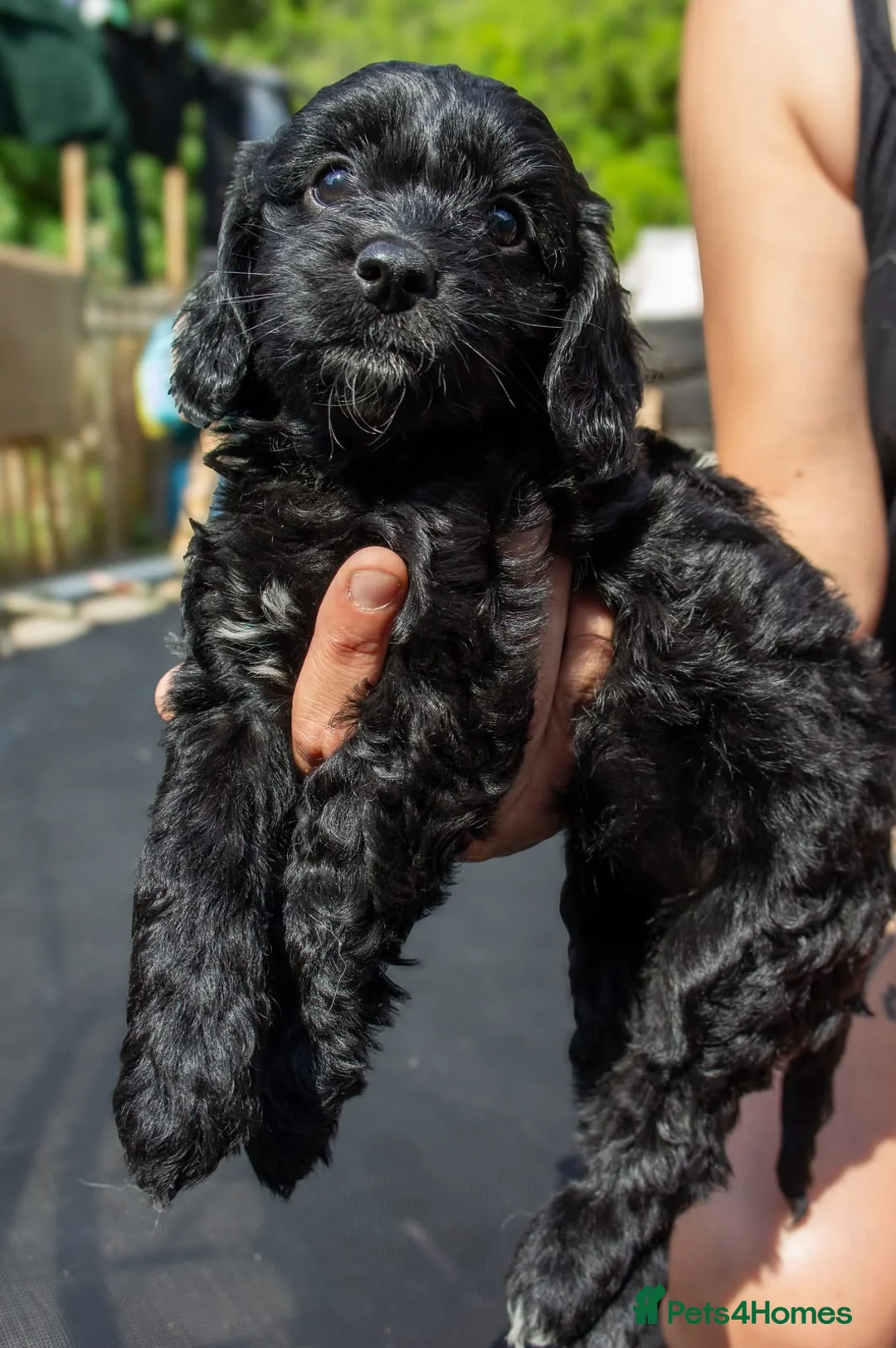 Mixed Breed dogs for sale: Cocker shi-poo puppy’s  - Advert 2
