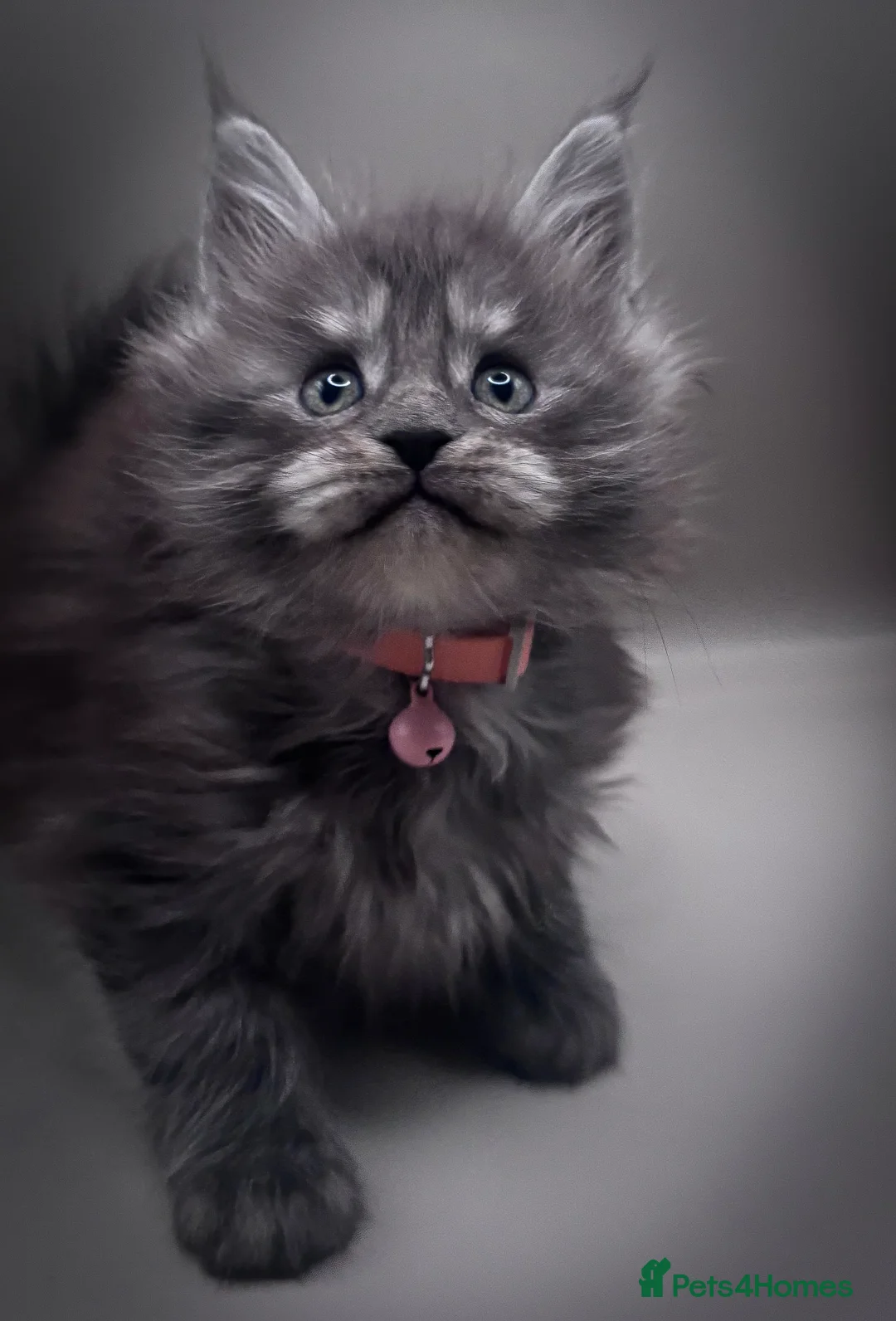 Maine Coon cats for sale: Pedigree Maine Coon Kittens  - Advert 2