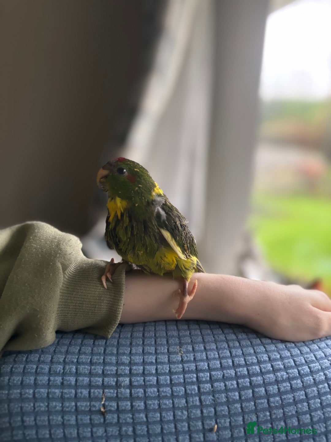 Parakeets birds for sale: Kakarikis - Advert 5