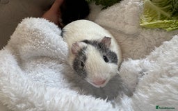 Guinea Pig rodents for sale: Pair of male guinea pigs - Image 4